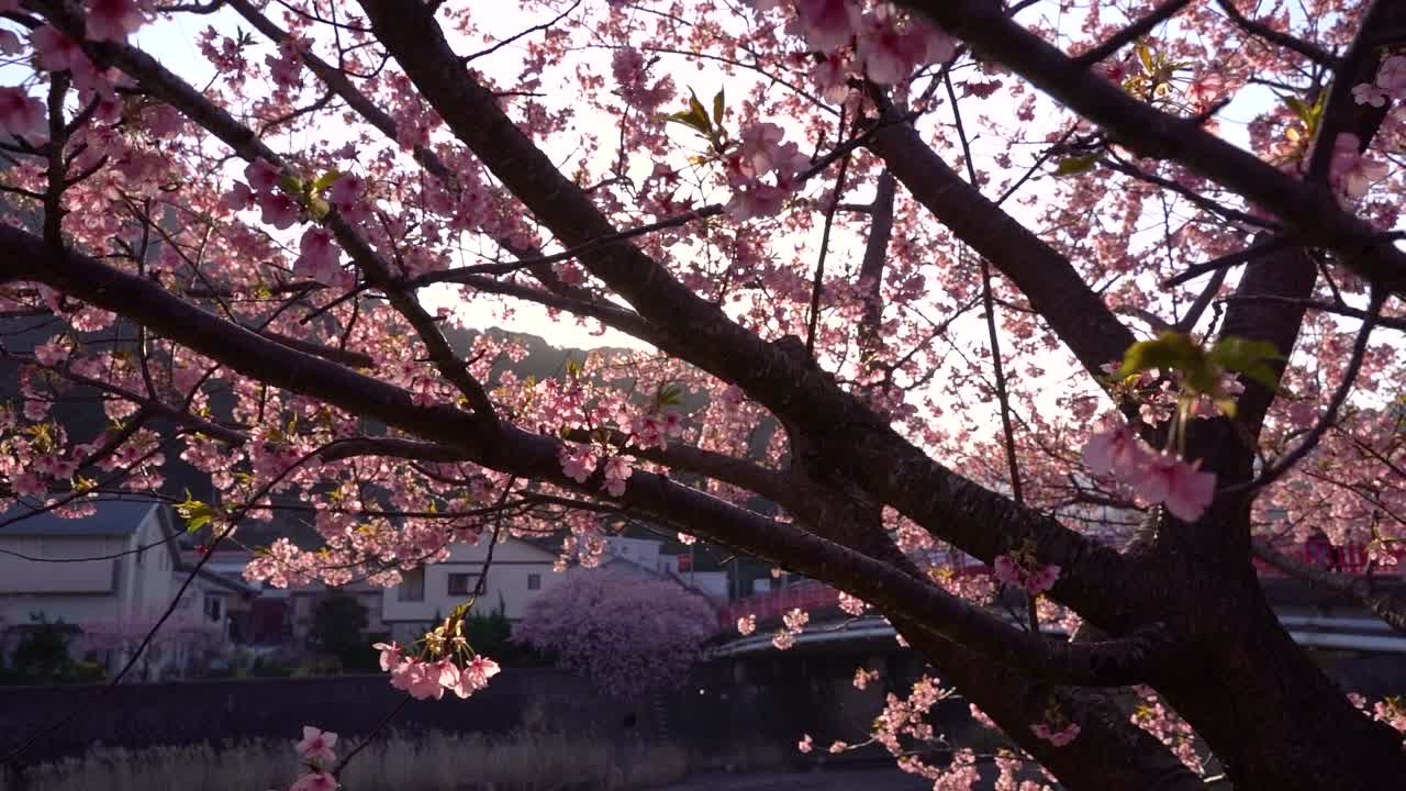 impresionantes vistas de los cerezos en flor de sakura al atardecer - toma deslizante