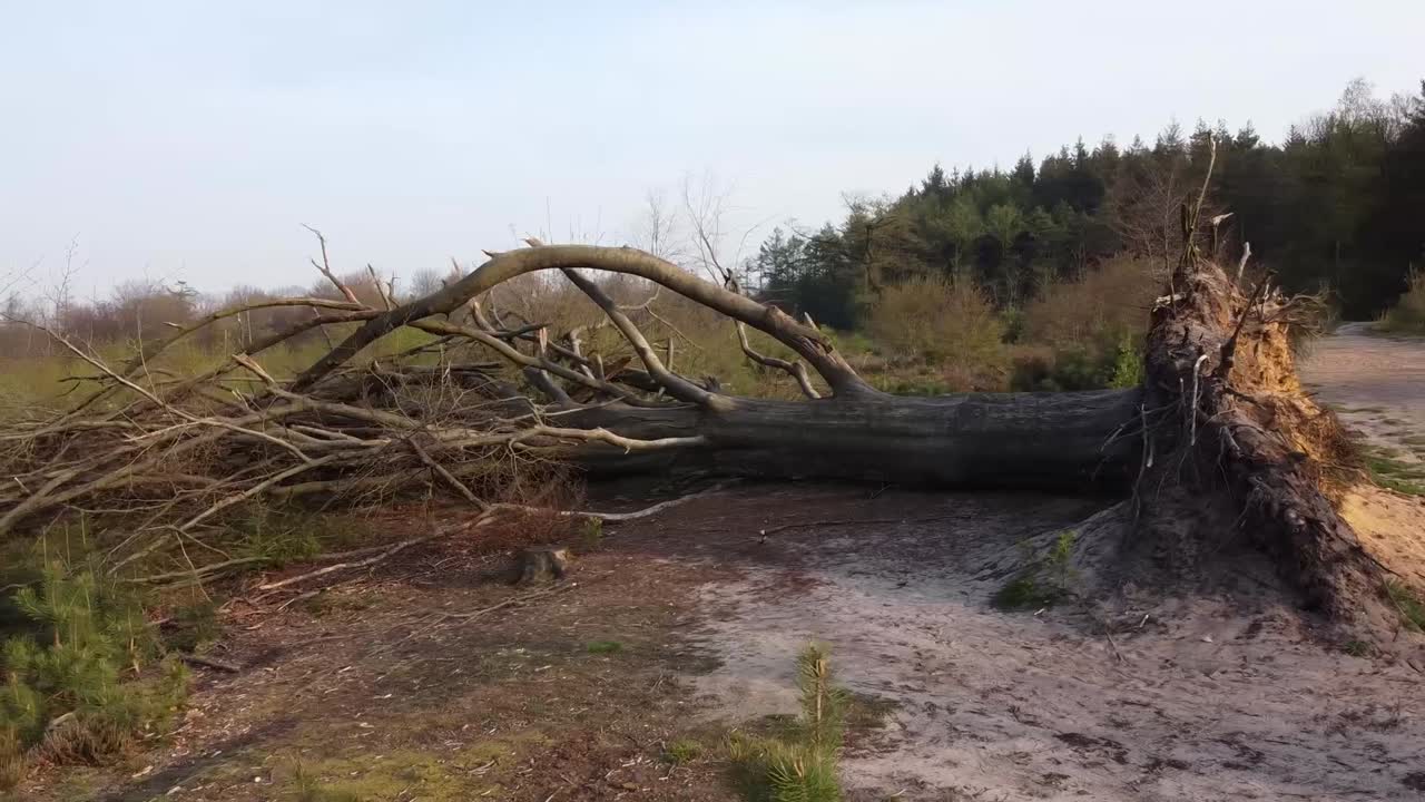 一棵倒塌的树在暴风雨后仍然躺在地上,无人机拍摄