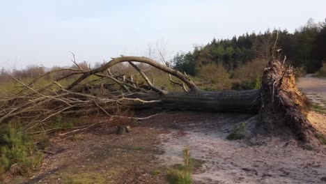 drone shot of a fallen tree still laying on the ground after a storm