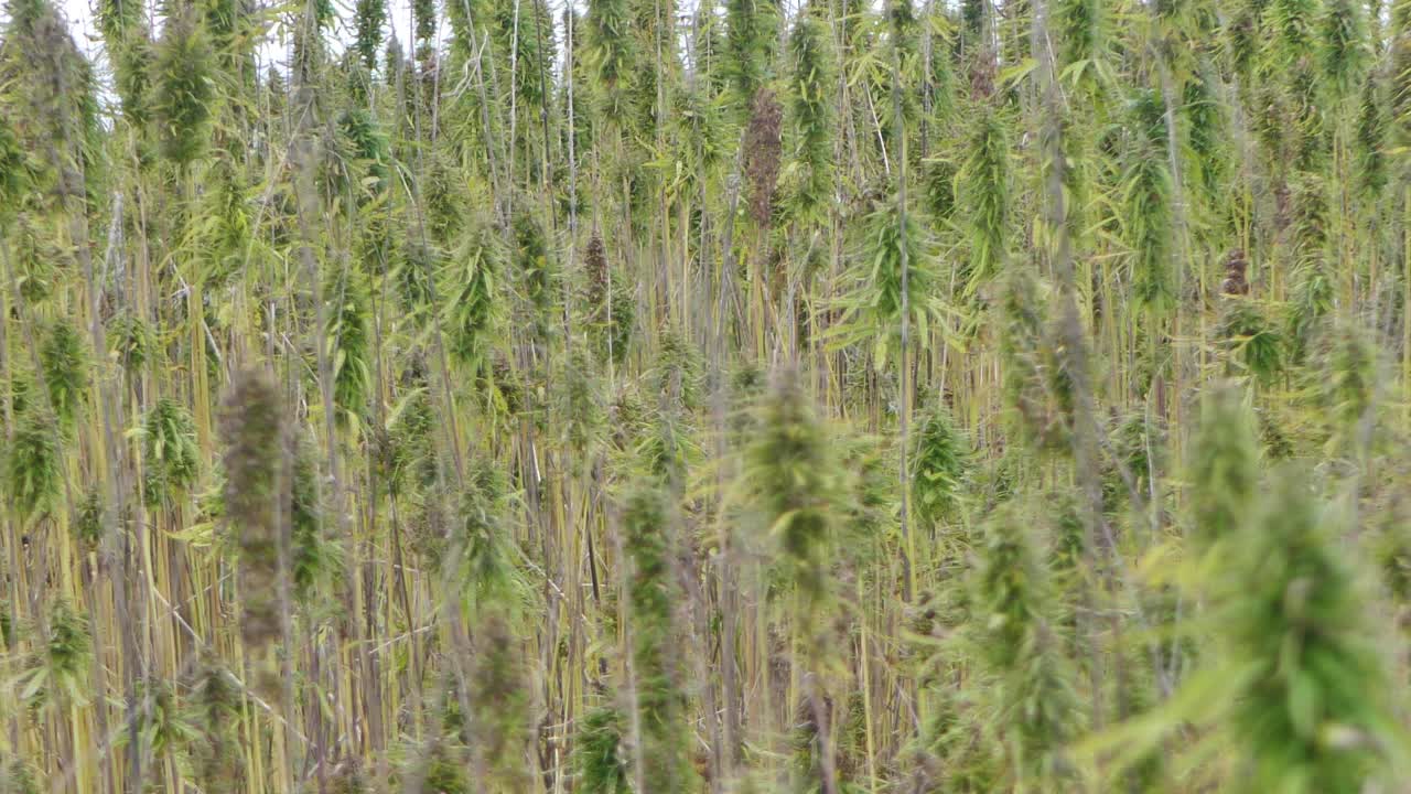 наркотические растения марихуаны на сельскохозяйственном поле под открытым небом