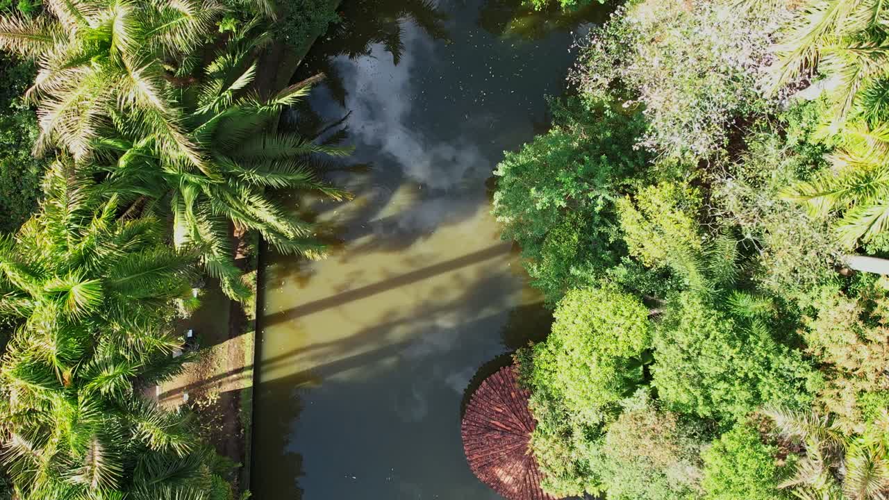 toma de drones de las copas de los árboles de coco y palmeras y el agua que fluye debajo