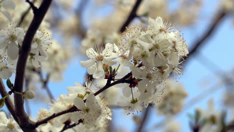 Frühlingsblüte.-Blume-Blüht-Auf-Einem-Ast.-Nahaufnahme.-Blauer-Himmel