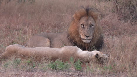 a male lion resting with a lioness watches the camera