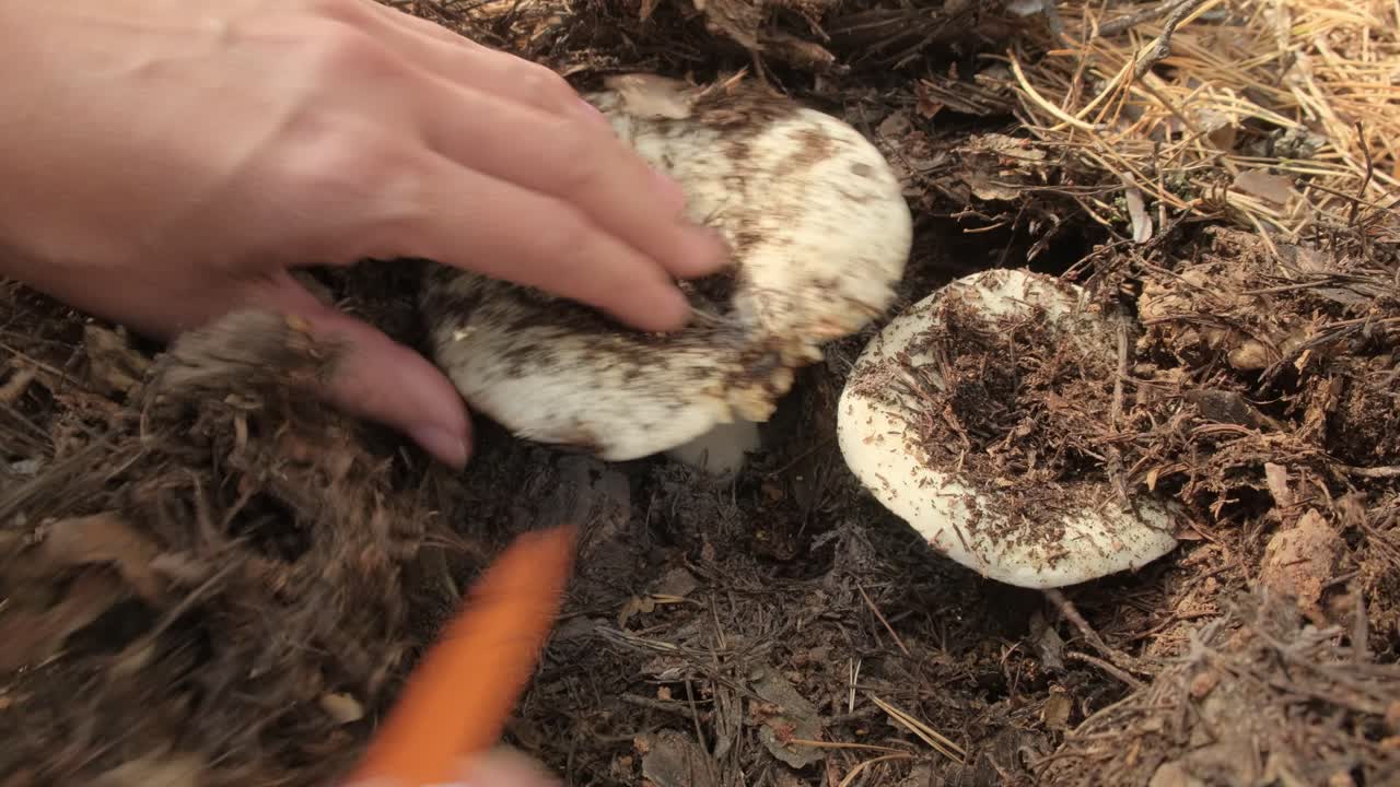 recogiendo setas en el bosque