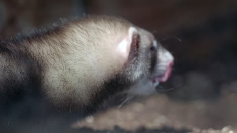 ferret profile