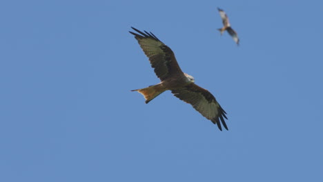 tracking shot of majestic red kite eagles gliding at blue sky in summer