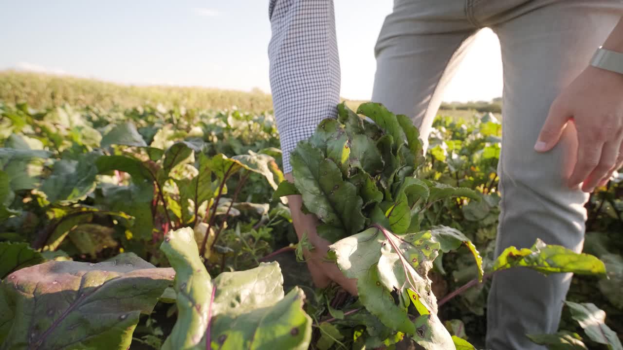 el agricultor tiene remolachas recién recogidas. concepto de cosecha. agribusiness.