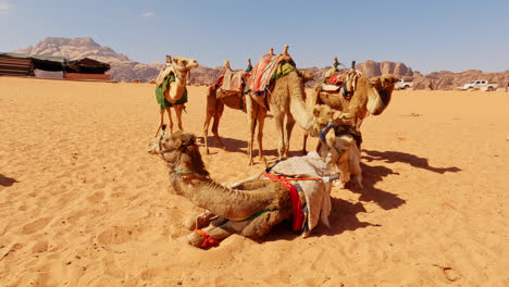 push in to pack of camels sniffing and sitting down waiting for tour in desert