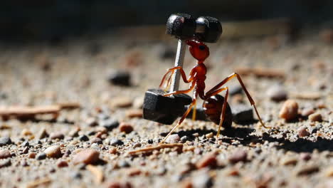 ant lifting dumbbells