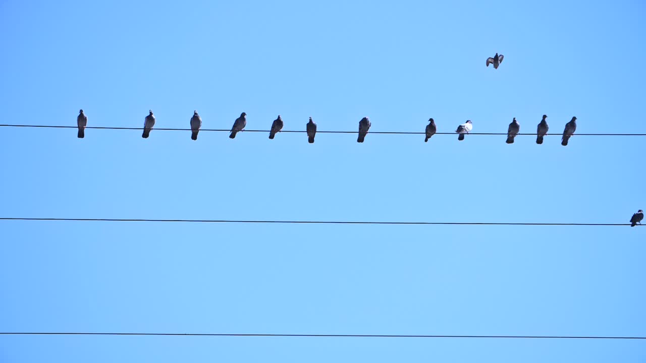 철조망에 앉은 새