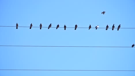 pájaro aterrizando en un alambre