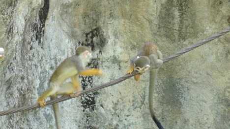 three saimiri or squirrel monkeys playing hanging and walking on long rope in seoul children's park