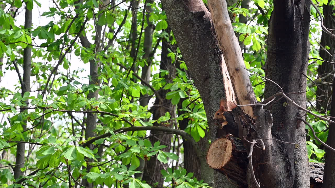 Close up of a squirrel in tree trunks and branches covered with lush green leaves in spring