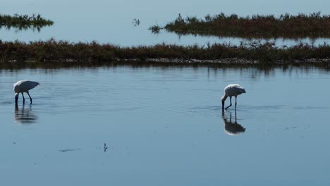 ave de espátula real buscando comida vadeando en aguas poco profundas del lago