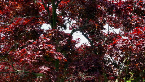 the red leaves of the japanese red maple moving in the wind