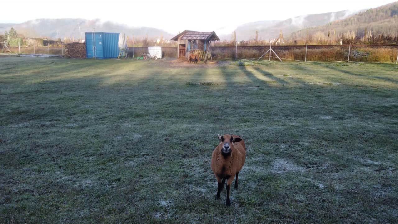 A brown goat on a green meadown is leaving its two friends to approach the camera. It is walking slowly, in the background is hilly woodland and a wooden barn with two other goats