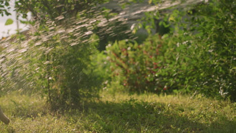 water splashing across grassy field with sunlight glistening through water droplets, creating dynamic motion effect, background features green trees and natural foliage