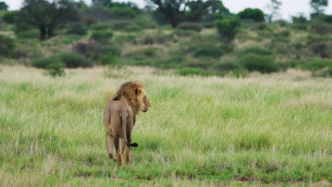 Watchful-Adult-Lion-Standing-In-The-Middle-Of-Grassfield-In-Central-Kalahari-Botswana,-Southern-Africa