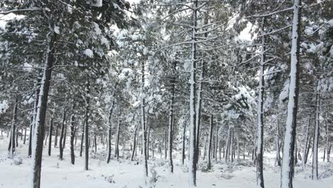 Gefrorener-Wald-Weißer-Winterschnee