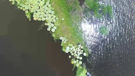 Drone-Moviéndose-Hacia-Arriba-Y-Capturando-La-Diferente-Vegetación-Verde-Que-Crece-En-El-Río-Amazonas-Cerca-De-Parintins,-Brasil