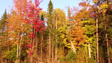 Drone-Haciendo-Un-Pedestal-Ascendente-Sobre-Las-Copas-De-Los-árboles-De-La-Reserva-De-Vida-Silvestre-La-Vérendrye-Ubicada-En-Montréal,-Québec,-Canadá