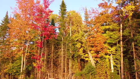 avión no tripulado haciendo un pedestal ascendente sobre las copas de los árboles de la reserva de vida silvestre la vérendrye ubicada en montreal, québec, canadá