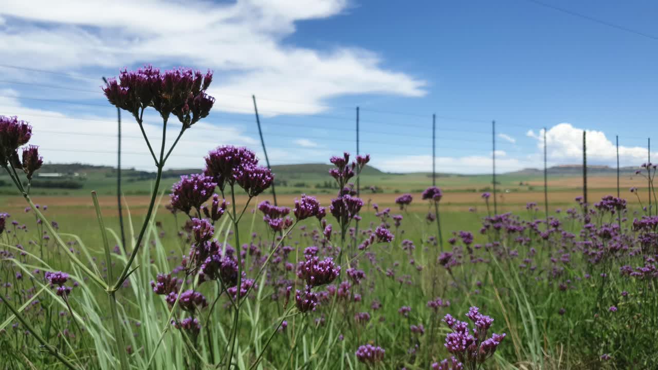 키 큰 보라색 페리윙클 꽃과 키 큰 풀밭은 바람이 좌우로 불면서 천천히 흔들리고 움직이며 매우 조용하고 평화로운 자연 경관입니다.