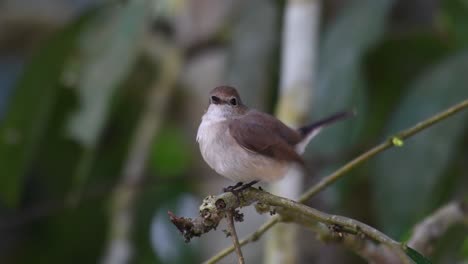 Papamoscas-Pardo-Asiático,-Muscicapa-Dauurica