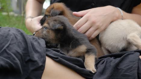 toma en cámara lenta de lindos cachorros en el regazo de la mujer en la isla en el norte de sumatra, indonesia