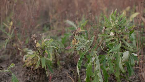 malezas de circio que crecen en el campo de la granja ecológica