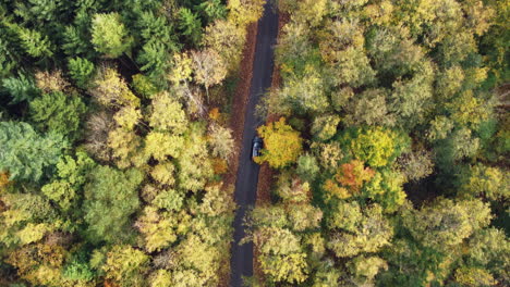 Landstraße-Entlang-Eines-Wunderschönen-Waldes