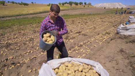 workers in the potato field are picking potatoes.