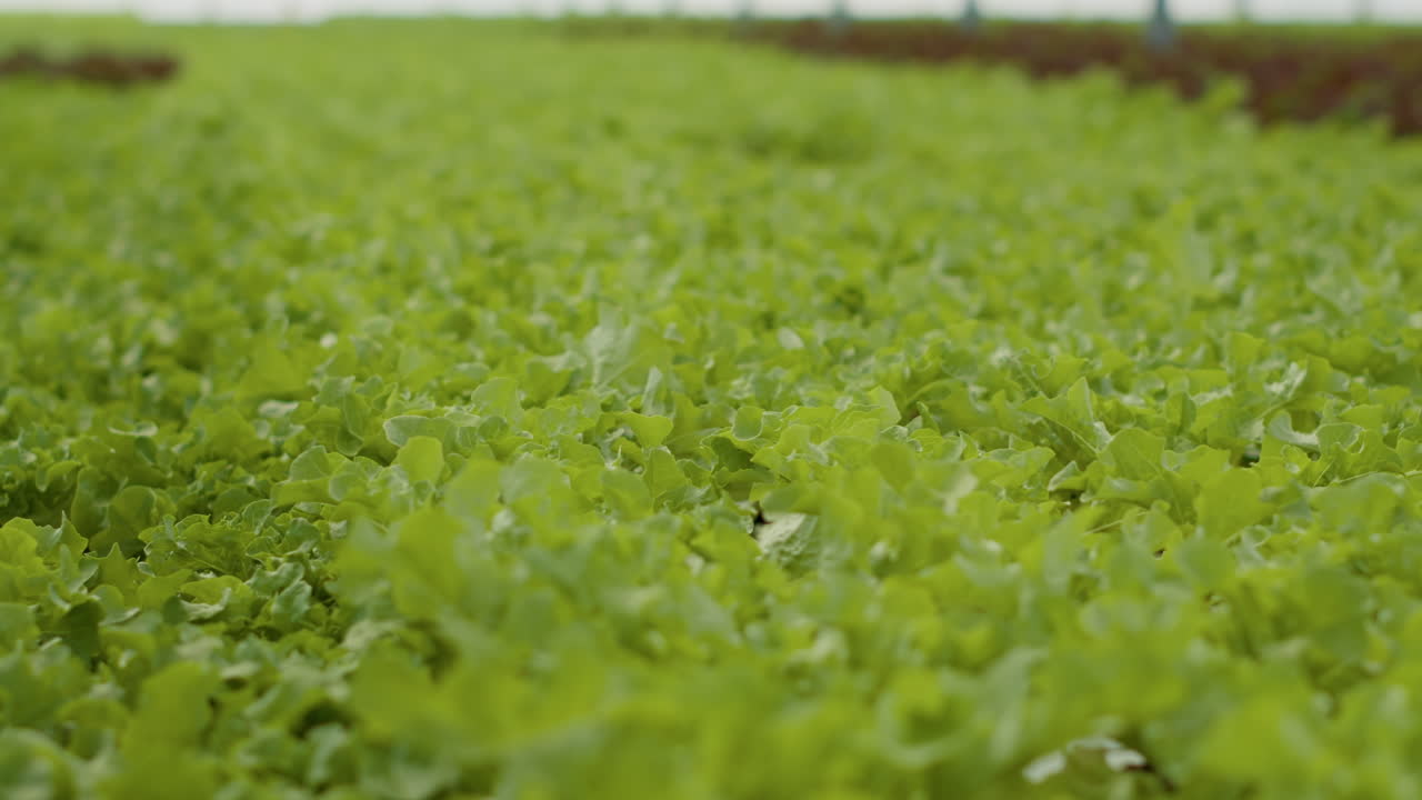 온실에서 자라는 상추 줄