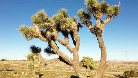 Orbitando-Alrededor-De-Un-árbol-De-Joshua-En-El-Desierto-Alto-En-Hesperia,-California-Con-Sombras-De-Luz-Matutina