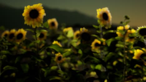 sunflower field on a warm summer evening