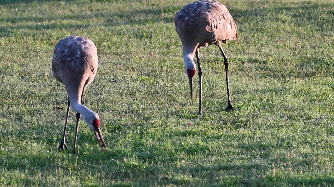 샌드힐 크레인 (sandhill cranes) 이 미시간 주 풀 ⁇ 에서 먹이를 찾고 있다