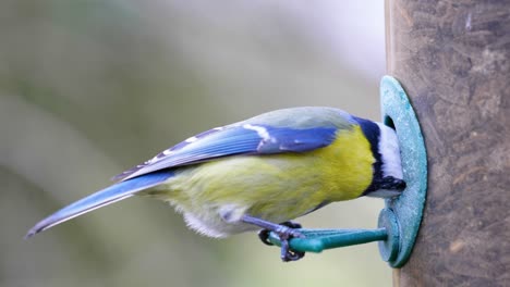 toma en cámara lenta de 4k de un pájaro aterrizando en un comedero para pájaros y comiendo semillas de cerca
