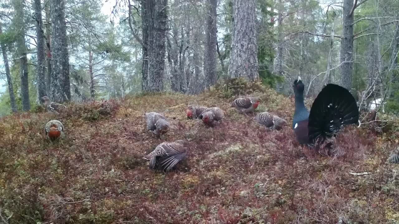 Male Western Capercaillie displays dominance, calling loudly among hens to attract mates and warn rival males