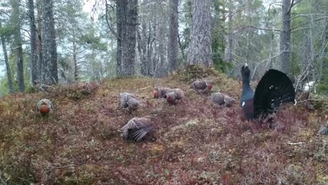 male western capercaillie displays dominance, calling loudly among hens to attract mates and warn rival males