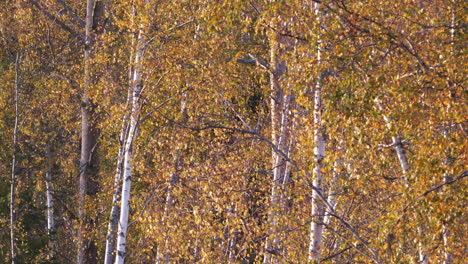 birch trees and golden and yellow leaves in autumn, static