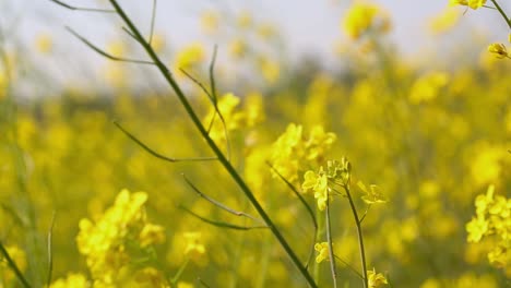 Die-Reife-Senfernte-Auf-Dem-Bauernhof,-Wind-Auf-Der-Ernte,-Fokusverlagerung-Auf-Pflanzen