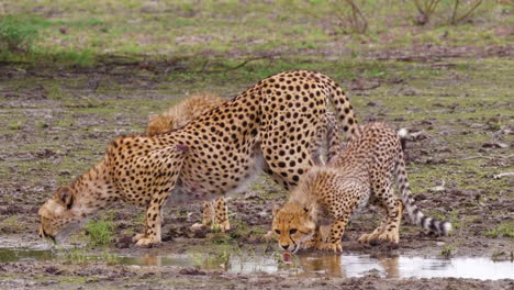 la madre guepardo con sus dos lindos cachorros bebiendo de un pequeño charco después de la lluvia en la reserva de caza de kalahari en botswana