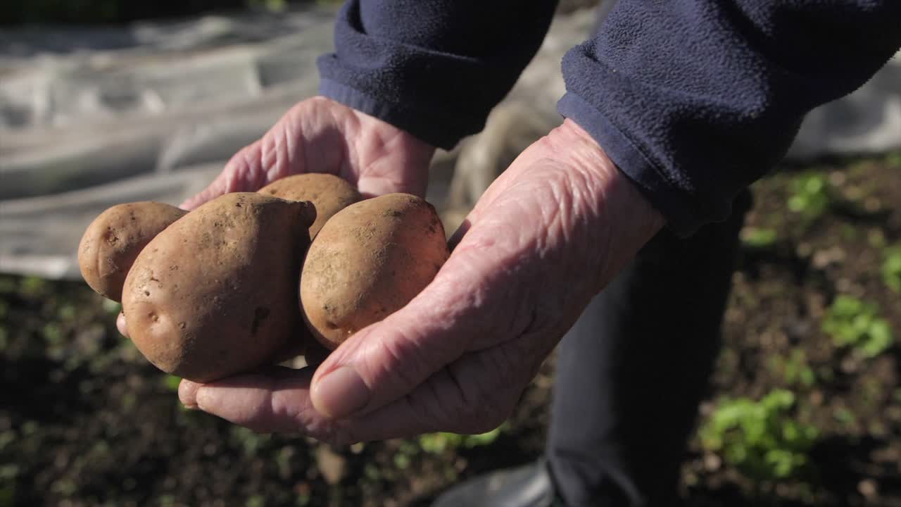 mani rugose della donna anziana che tiene le patate, primo piano al rallentatore, mani sporche, soldi puliti