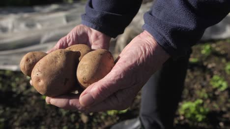 manos arrugadas de una anciana sosteniendo patatas, cierre en cámara lenta, manos sucias, dinero limpio