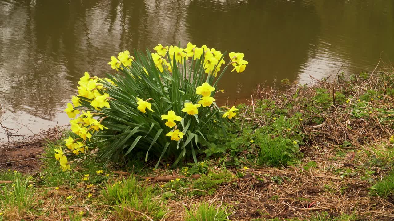4K nærbillede af nogle gule og hvide narcisser, almindeligvis kendt som påskelilje eller pinselilje, der vugger i vinden i flodlejet