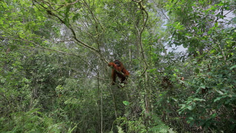 orangutan in a tropical rainforest