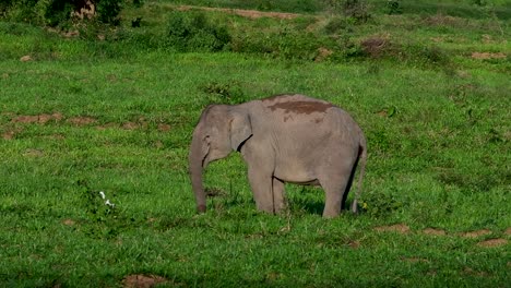 The-Asiatic-Elephants-are-endangered-species-and-they-are-also-residents-of-Thailand