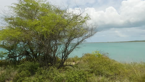 trees at the seashore swaying on gentle breeze on cabo rojo, puerto rico