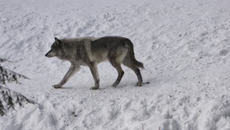 grey wolf trotting through winter forest