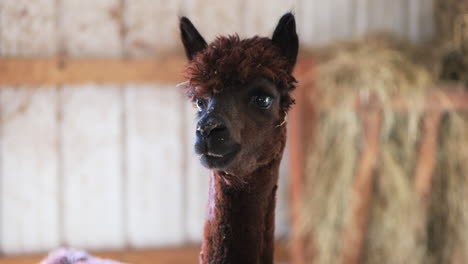 primer plano de alpaca marrón oscuro, rojiza curiosamente mirando alrededor dentro del granero